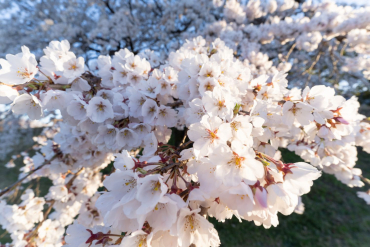 Sigma 17mm f4 DG (C) Sony E-Mount schwarz