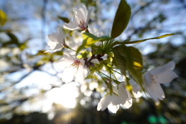 Sigma 17mm f4 DG (C) Sony E-Mount schwarz