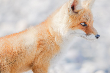 Panasonic Lumix S 100-500mm f5.0-7.1 OIS