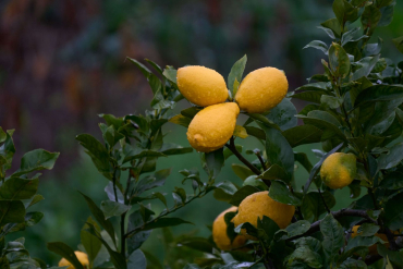 Canon EOS R10 + Sigma 16-300mm f3,5-6,7 DC OS (C)