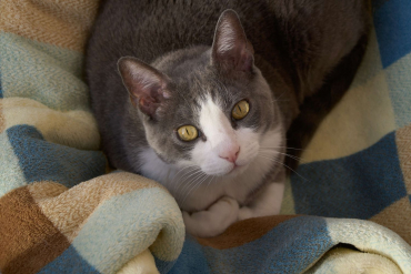 Canon EOS R10 + Sigma 16-300mm f3,5-6,7 DC OS (C)