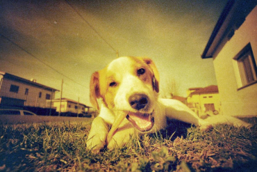 Lomography Redscale 35mm XR ISO 50-200 3er Pack