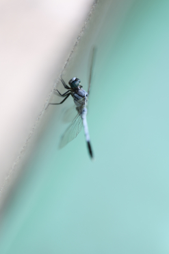 Canon EOS R1 + RF 135mm f1,8 L IS USM