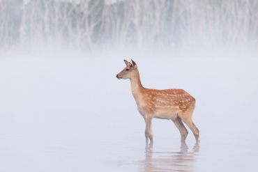 Panasonic Lumix S 100-500mm f5.0-7.1 OIS