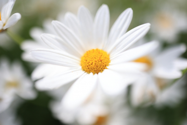 Canon EOS R5 II + RF 24mm f1,8 Macro IS STM