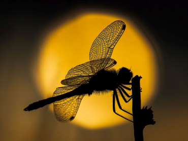 OM System M.Zuiko ED 50-200mm F2.8 IS PRO + B&W Master UV-Filter 77mm