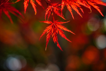 Sigma 65mm f2 DG (C) L-Mount silver