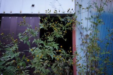 Sigma 35mm f2 DG (C) L-Mount silber