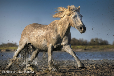 LAOWA AF 180mm f4,5 1,5X Macro pour Nikon Z