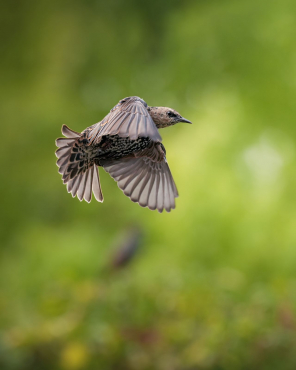 Sony Alpha ILCE-7R V + ZEISS Otus ML 50mm f1,4
