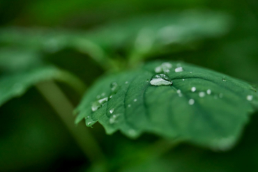 Panasonic Lumix DC-S1II + Sigma 20-200mm f3,5-6,3 DG (C)