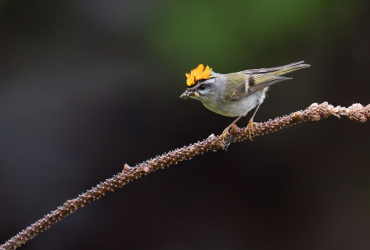 OM System M.Zuiko ED 50-200mm F2.8 IS PRO + B&W Master UV-Filter 77mm