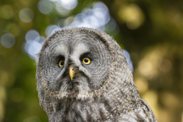 Canon EOS R6 II + RF 200-800mm f6,3-9 IS USM
