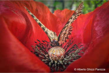 LAOWA 15mm f4,5 Macro 1:2 pour Sony E