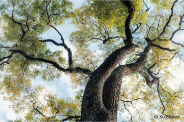 7Artisans AF 35mm f1,8 LITE für Sony E (APS-C)