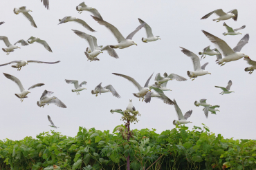 Panasonic Lumix S 100-500mm f5.0-7.1 OIS