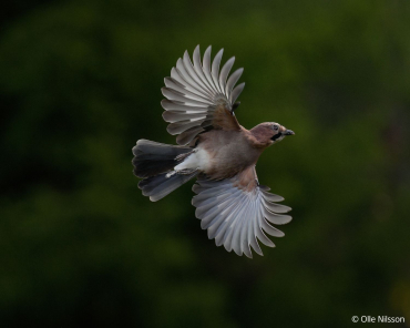 Sony Alpha 1 II + SEL FE 300mm f2.8 GM