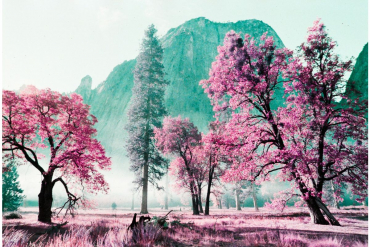 Lomography LomoChrome Purple Pétillant 35mm ISO 100-400