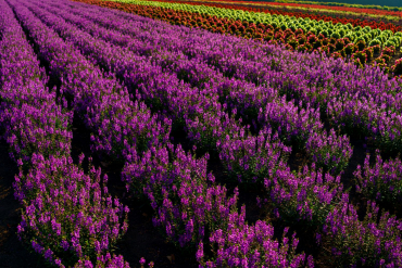 Panasonic Lumix DC-S9 silber/schwarz + Sigma 24mm f2