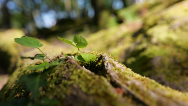 Sony Alpha ILCE-7 IV + Sigma 28-45mm f1,8 DG DN (A)