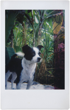 Lomography LomoInstant Automat Bora Bora + Instax Mini DP
