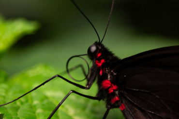 Panasonic DC-S9 schwarz + Lumix S 100mm f2,8 Makro